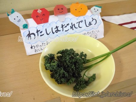 千葉市立真砂第三保育所　パセリ